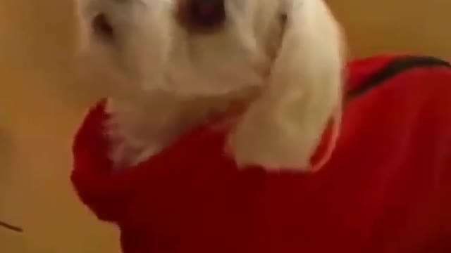So cute funny dogs