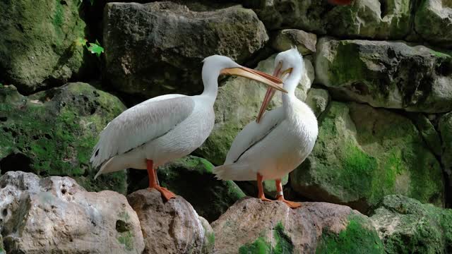 Large beak birds!