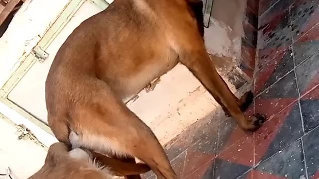 Malinois mating