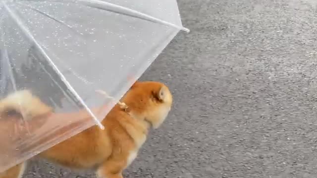 An interesting and spectacular way to keep dogs from getting wet