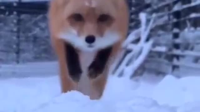 🎇Awesome, I've never seen such a beautiful dog before, you haven't either, surely.