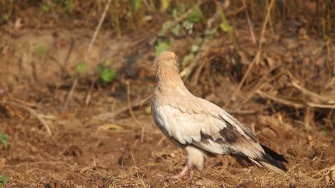 Egyptian Vulture