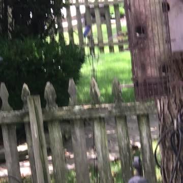 Papa Bluebird Papa Finch. God is good