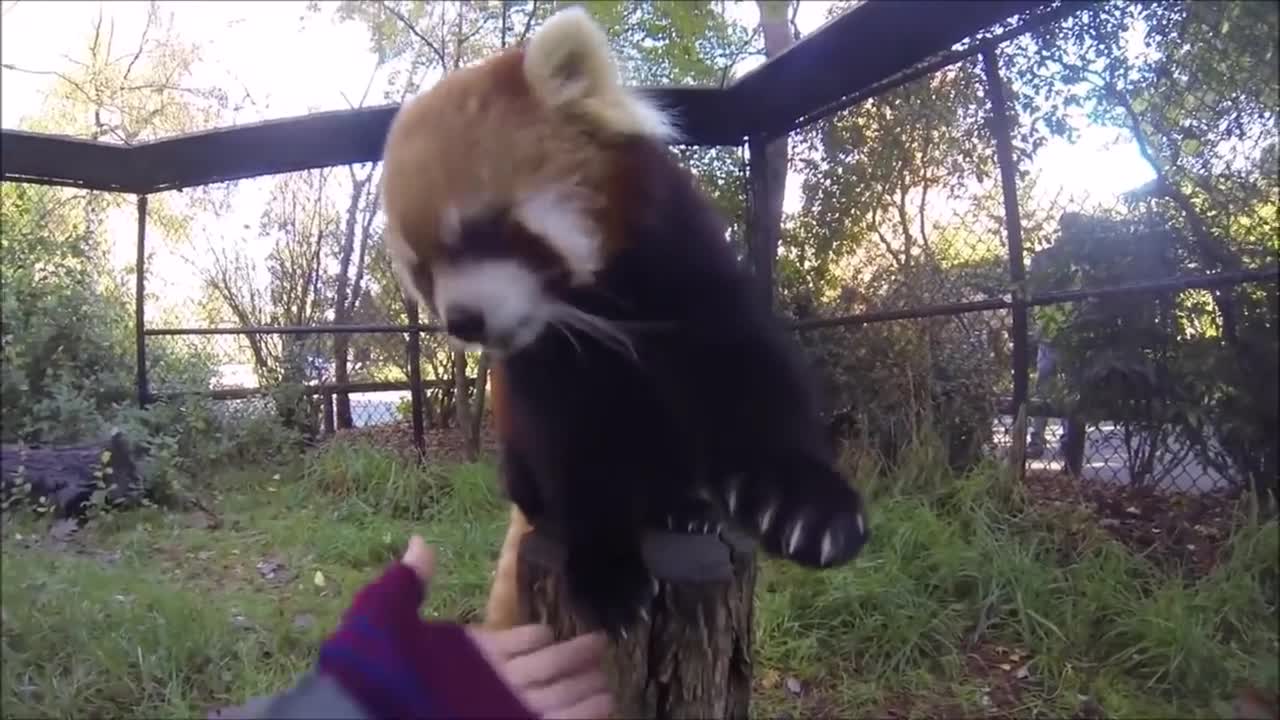 Most adorable Red Pandas growing up