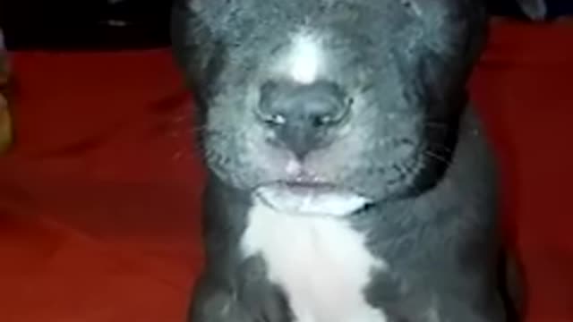 Cute Moments of Pitbull Puppy