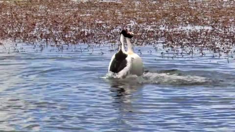 Great Crested Grebe