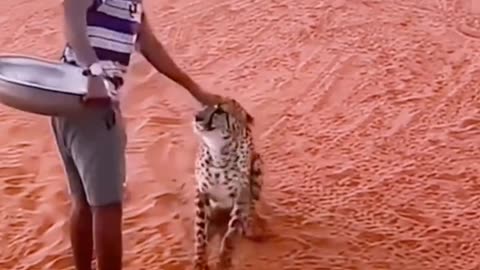 See how the cheetah come to the man for feeding.