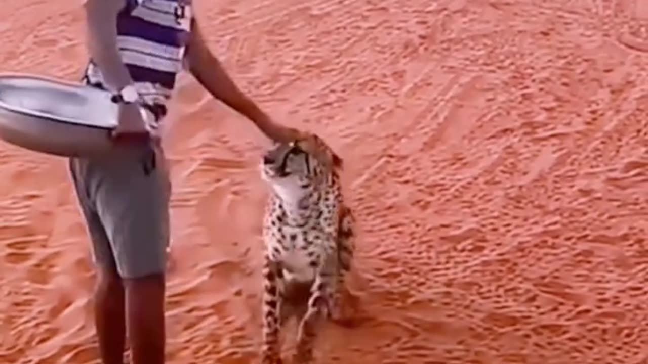 See how the cheetah come to the man for feeding.