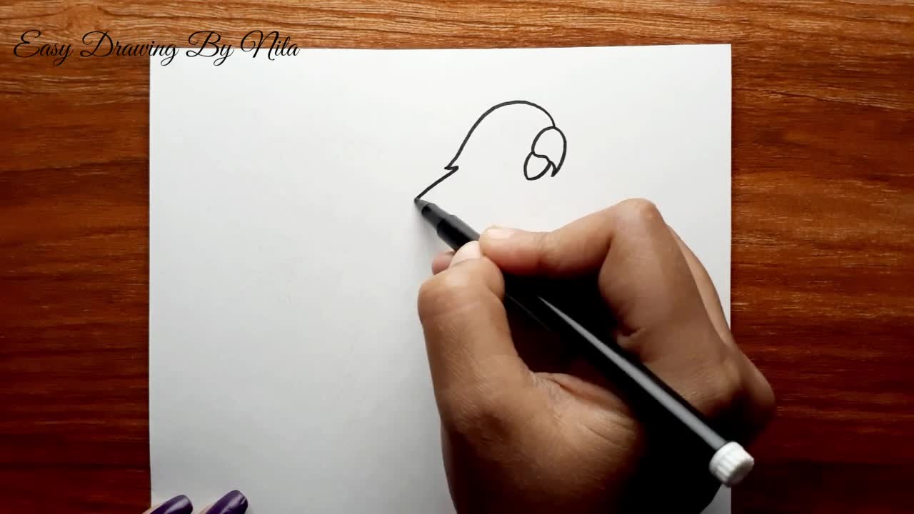 Parrot Drawing Step by Step -- How to Draw Parrot -- Parrot Drawing Colour