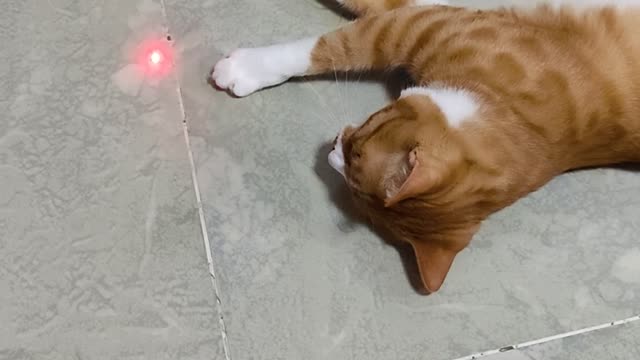 kitten playing with laser pointer