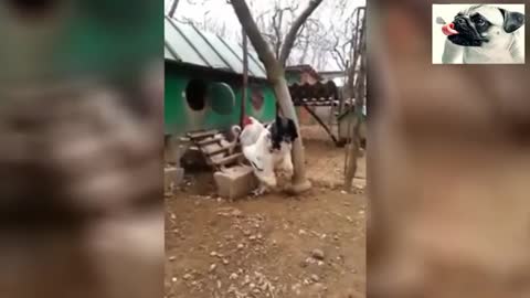 Watch Funny Chickens