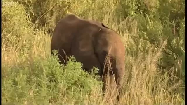 Baby Calf Emergency Rescue | Elephants of the Samburu | BBC Earth