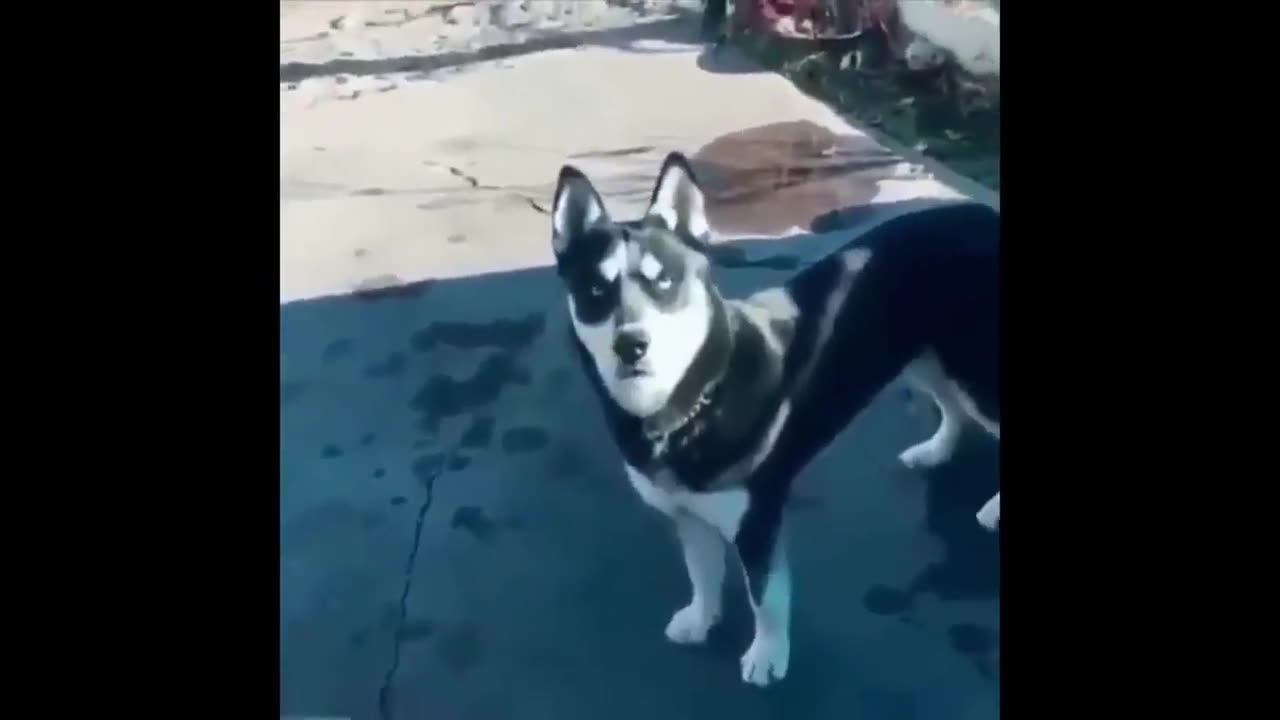 Funny Dogs and Cats Videos