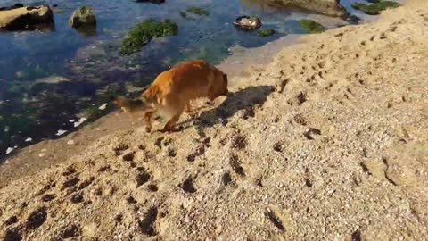 Dogs socializing at the beach off leash interact with humans and other dogs