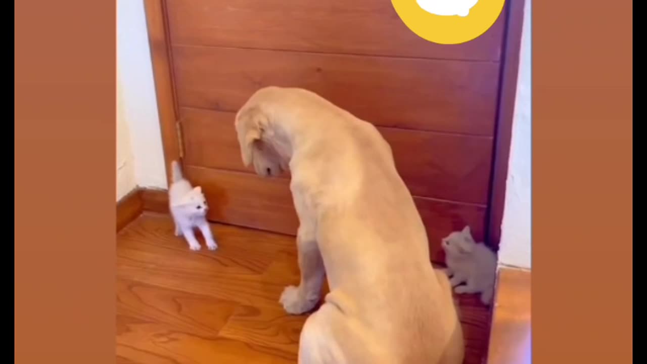 Funniest cats and dogs videos 😂 Best funny babies