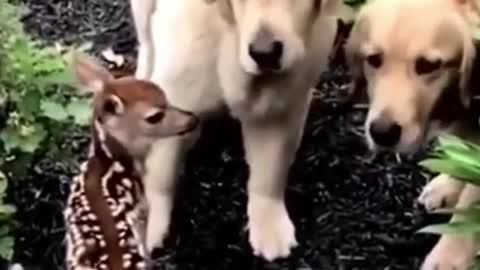 Curious Dogs inspect baby deer