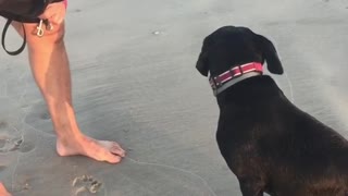 Guilty dog can't make eye contact after he ran off