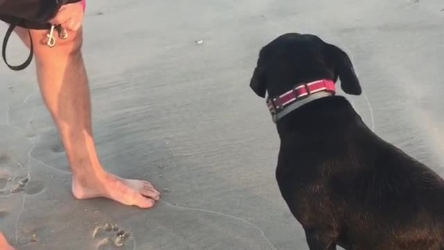 Guilty dog can't make eye contact after he ran off