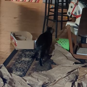 Cassie playing in the brown packing paper from the Chewy boxes