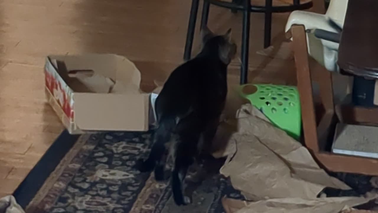 Cassie playing in the brown packing paper from the Chewy boxes