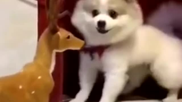 Funny dog 🐕 ever