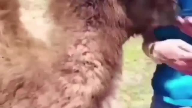 Funny Animal with Girl 🤣