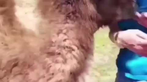 Funny Animal with Girl 🤣
