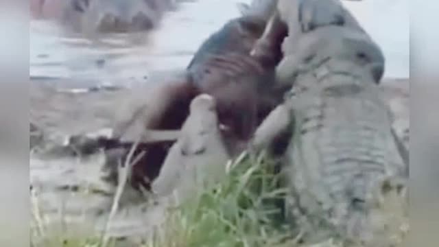 Crocodile Attack