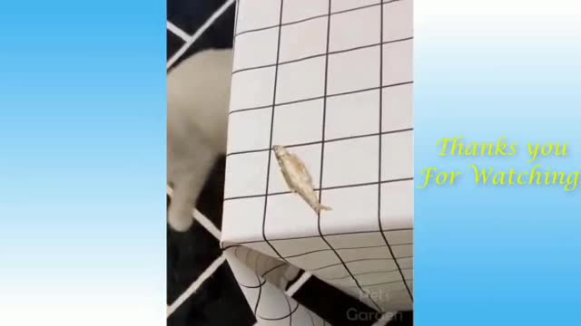 Funny Animals 😄😂