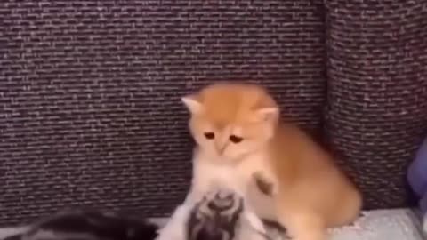 Cat cute 😄😄😄😄cat video #Rumble