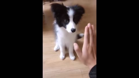 Cute puppy try to do Hi5