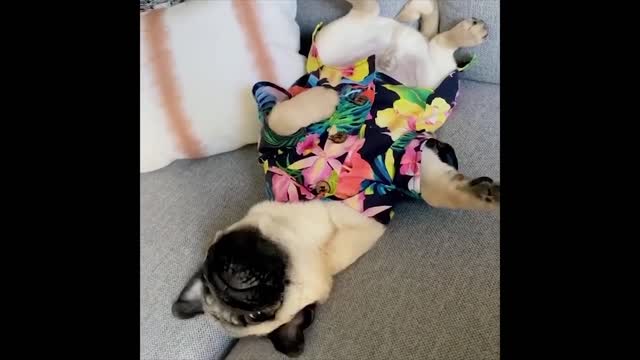 Funniest and Cutest Pug Dog Videos Compilation #1