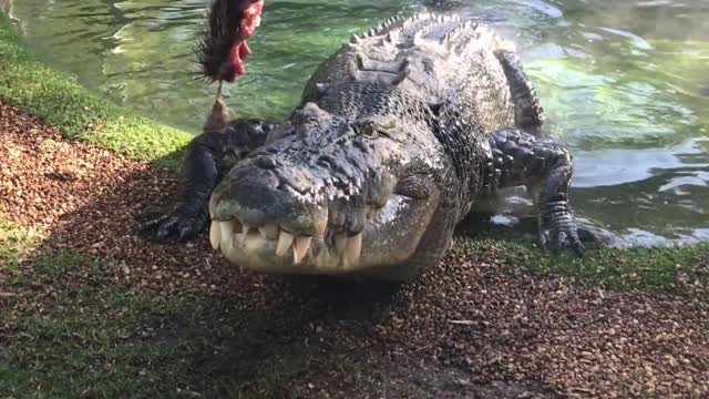 Elvis the crocodile crushes bone