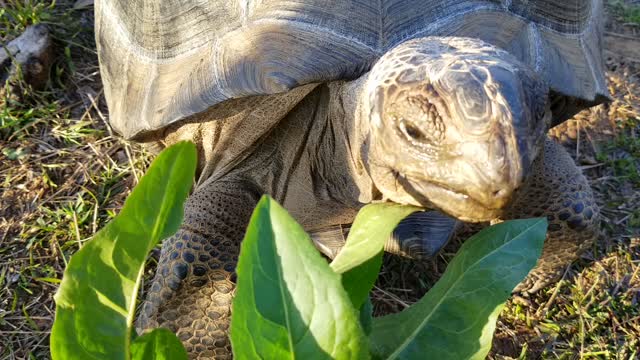 Young Aldabra tortoise crunching