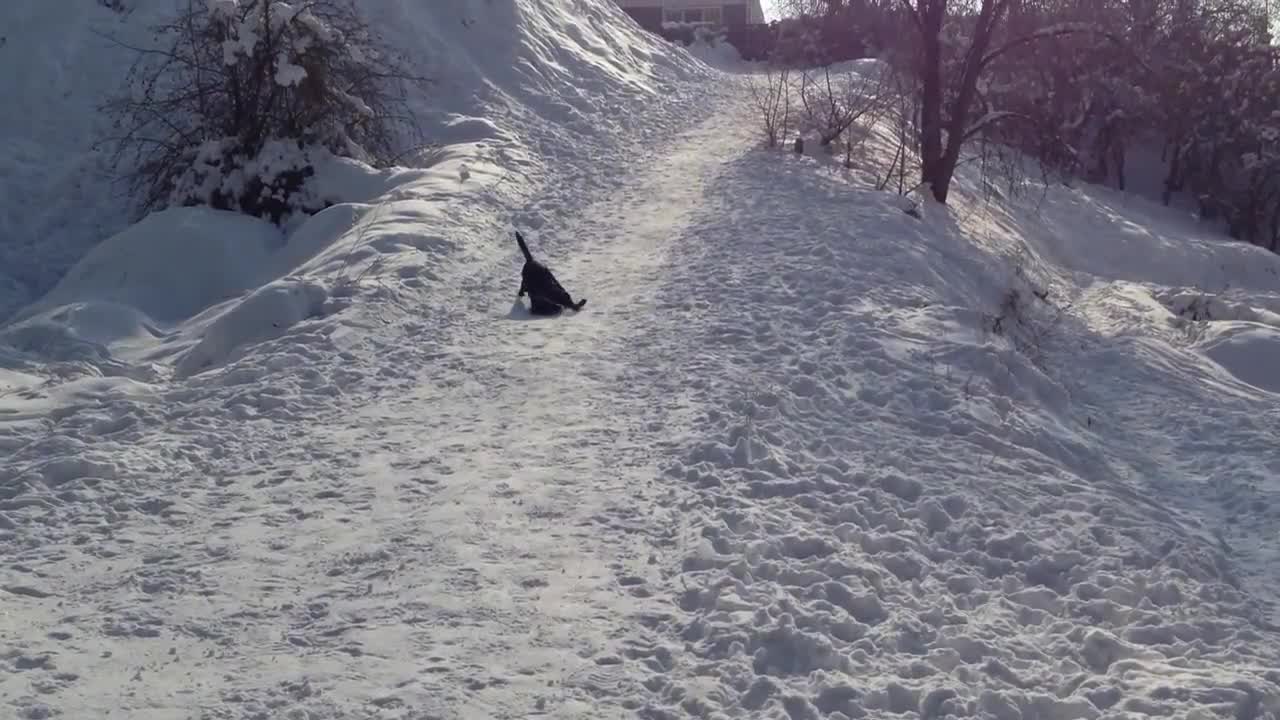 Labrador back scratching!