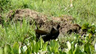 Common Moorhen bird photo