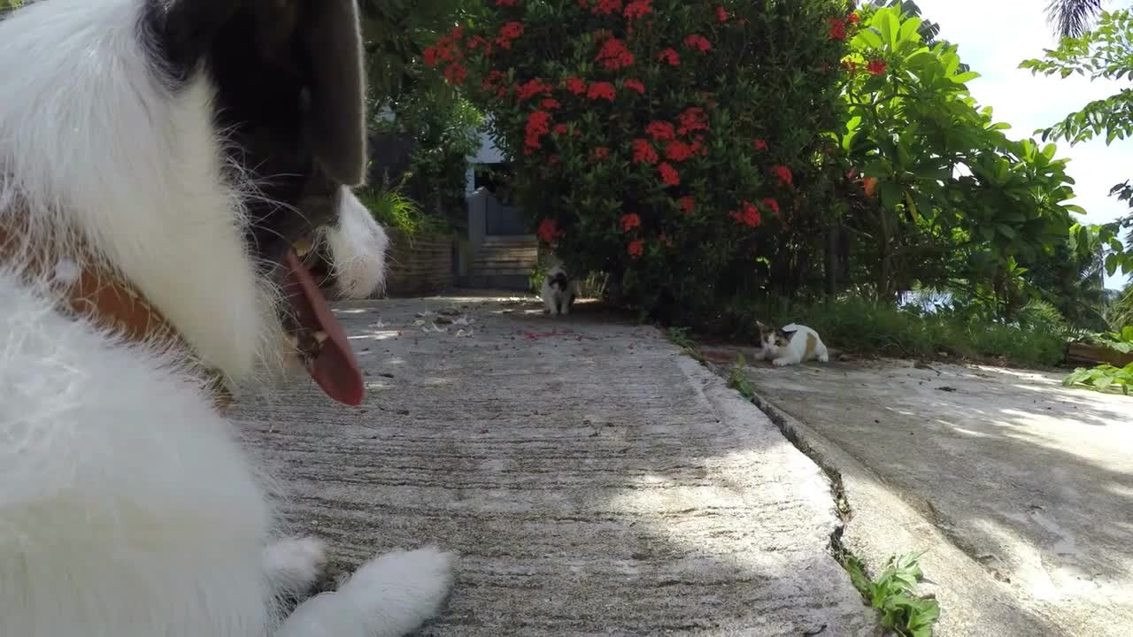 Funny Video with Dog and Cats Outdoors