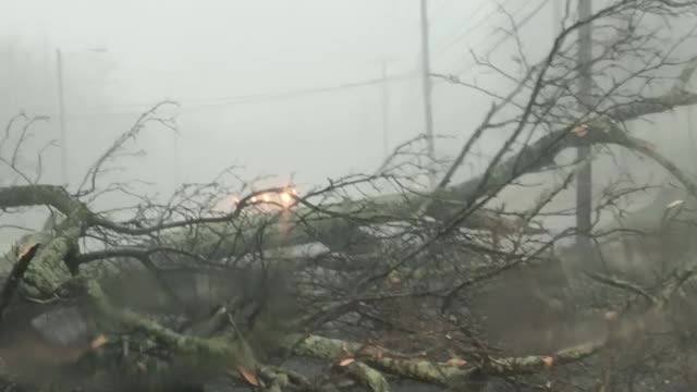 Tree Falls during Severe Storm