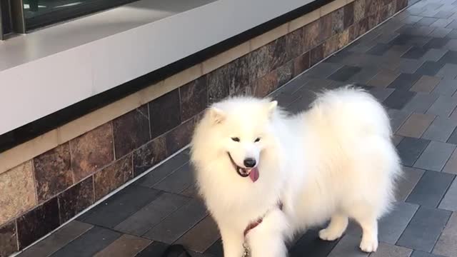 This Dog's Favorite Summer Activity Is Eating Ice Cream