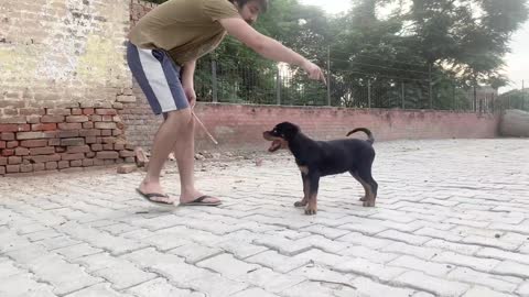 ROTTWEILER PUPPY PLAYING TIME