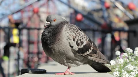 A beautiful pigeon is sitting in very sad mood. And feeling cool temperature