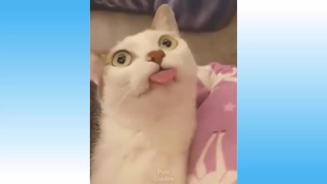 Funniest Pets 😹 Don't try to hold back Laughter 🤣🤣 # 07