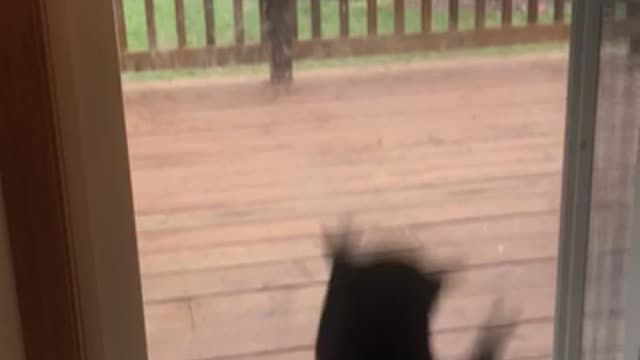 Crazy Schizophrenic Cat Loses It