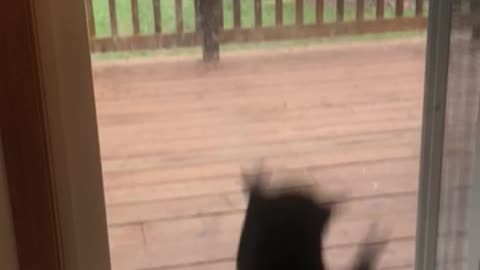 Crazy Schizophrenic Cat Loses It