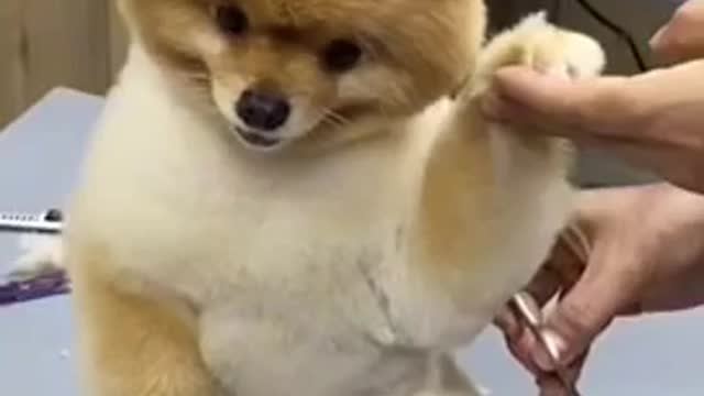 Grooming time