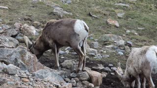 Rocky Mountain Bighorn Sheep