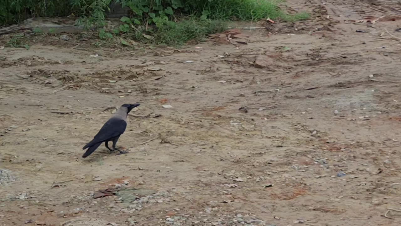 Angry crow