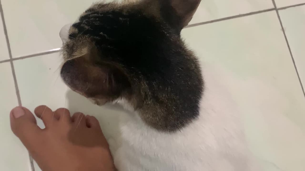 Cat Chases Shoelace In Circles