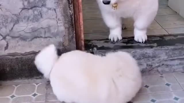 The rolling puppy has fun with his sister.