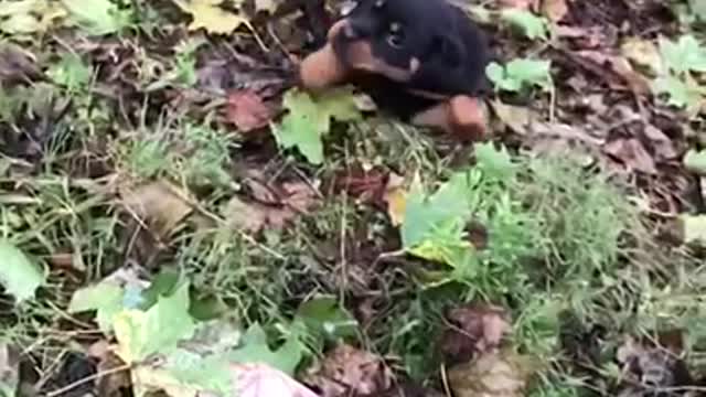 Dog jumping and rolling down hill in slow motion